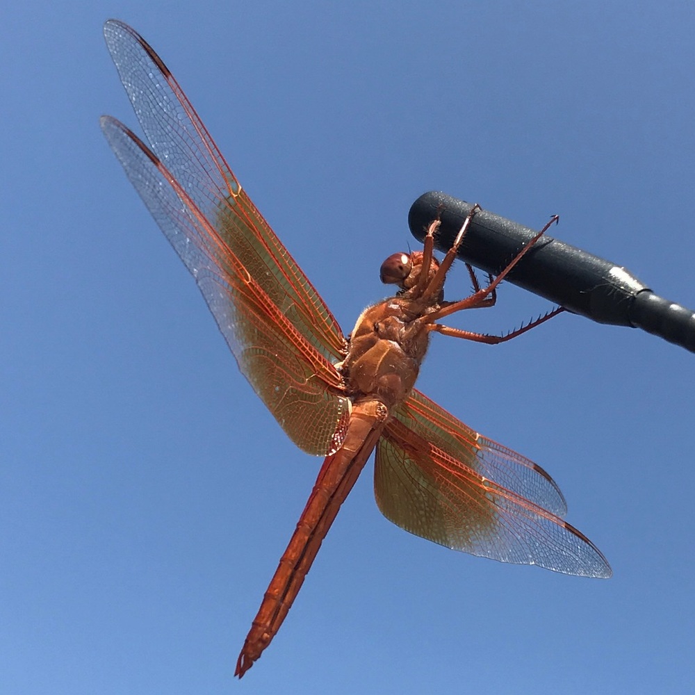 Meet your Posher, Arturo